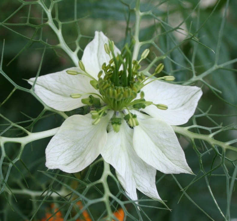 unbekannte blumen