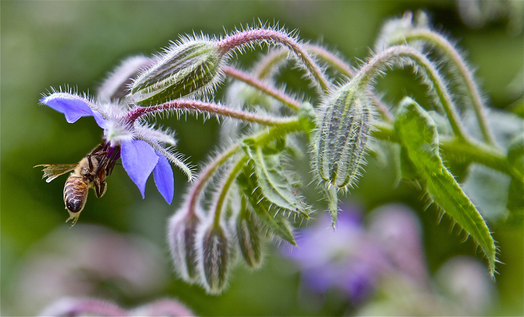 Unbekannte Blumen im Garten.