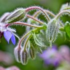 Unbekannte Blumen im Garten.