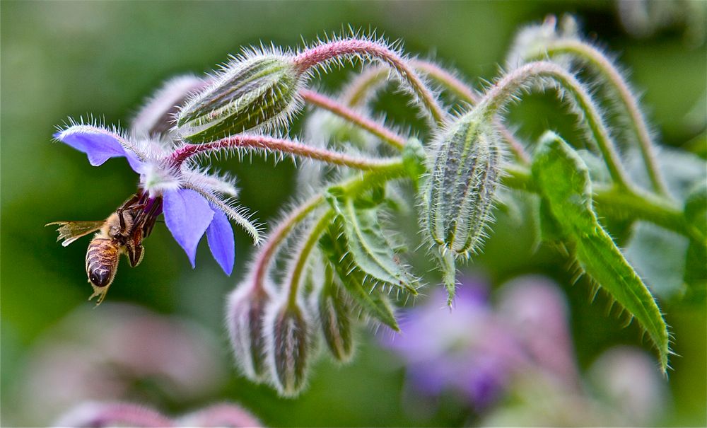 Unbekannte Blumen im Garten.