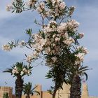 Unbekannte Blumen in Tunesien