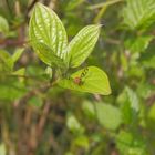 Unbekannte Bohrfliege - Ist das Acidia cognata ?