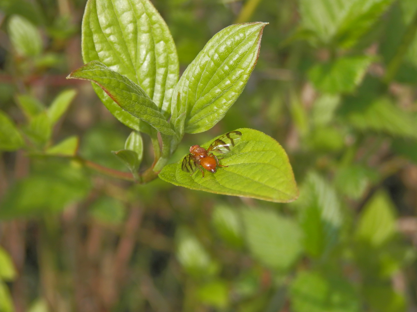 Unbekannte Bohrfliege - Ist das Acidia cognata ?