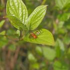 Unbekannte Bohrfliege - Ist das Acidia cognata ?