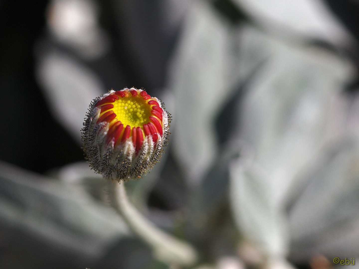 Unbekannte botanische Schönheit ...