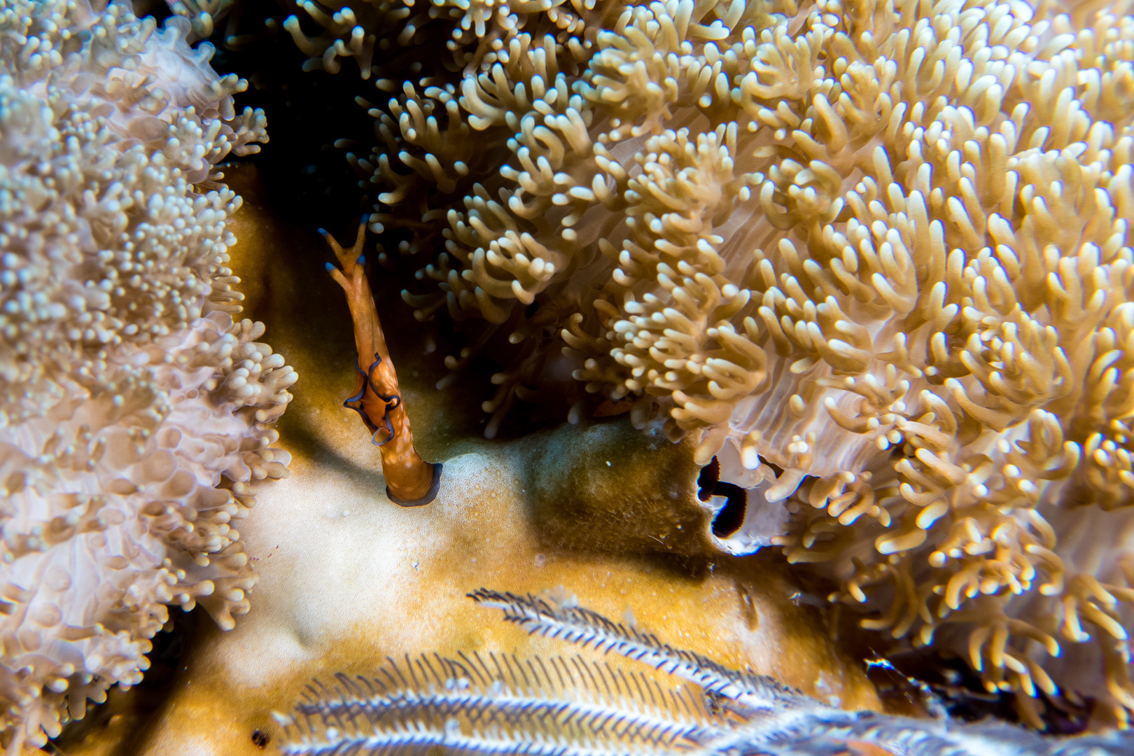 unbekannte braune Nacktschnecke