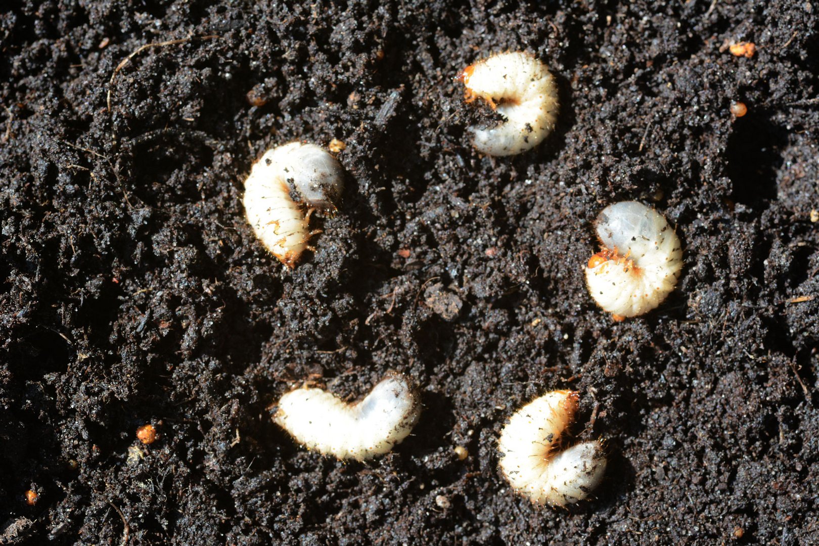 Unbekannte Engerlinge im Blumentopf Foto & Bild natur, insekten