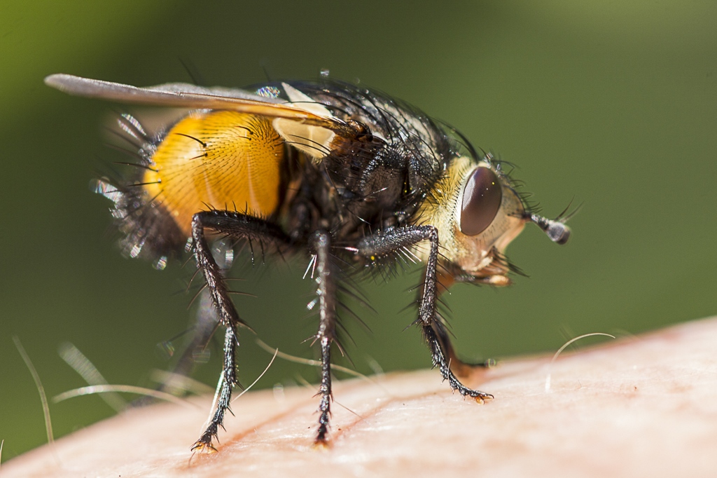 Unbekannte Fliege 1, Seitenansicht