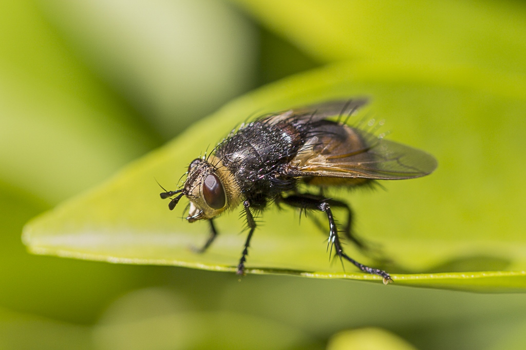 Unbekannte Fliege