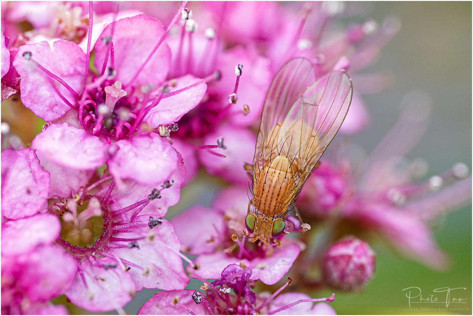 Unbekannte Fliege