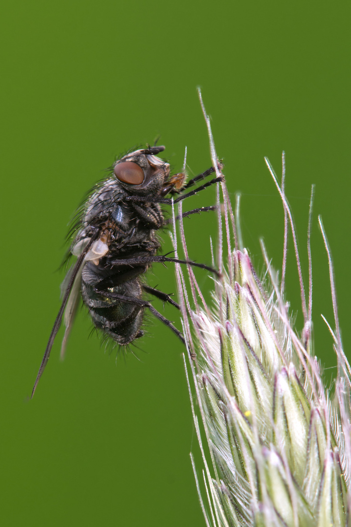 unbekannte Fliege