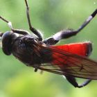 unbekannte Fliege am Fenster