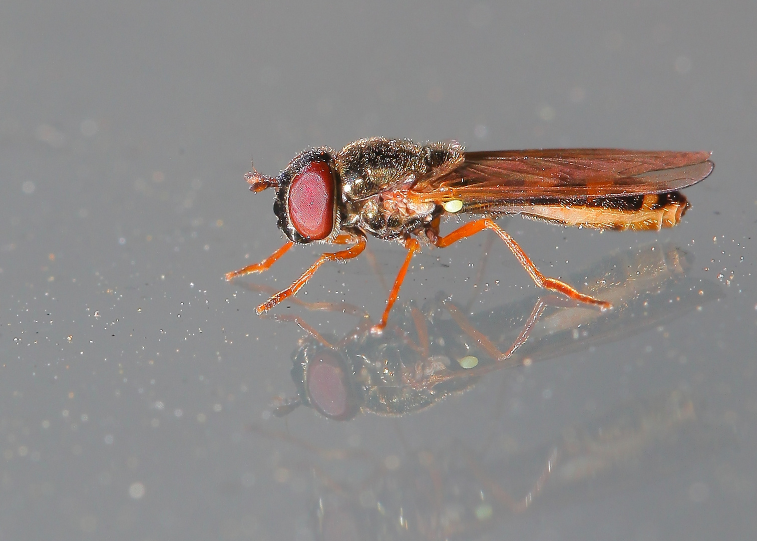 unbekannte Fliege am Fenster