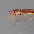 unbekannte Fliege am Fenster