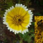 Unbekannte Fliege auf Bunter Wucherblume (Chrysanthemum carinatum)