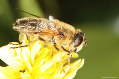 unbekannte Fliege auf Ranunkelblüte