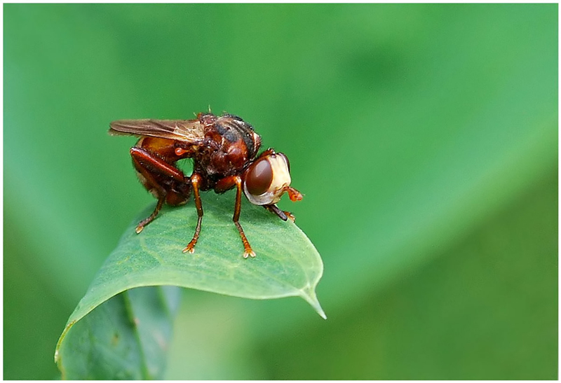 Unbekannte Fliege