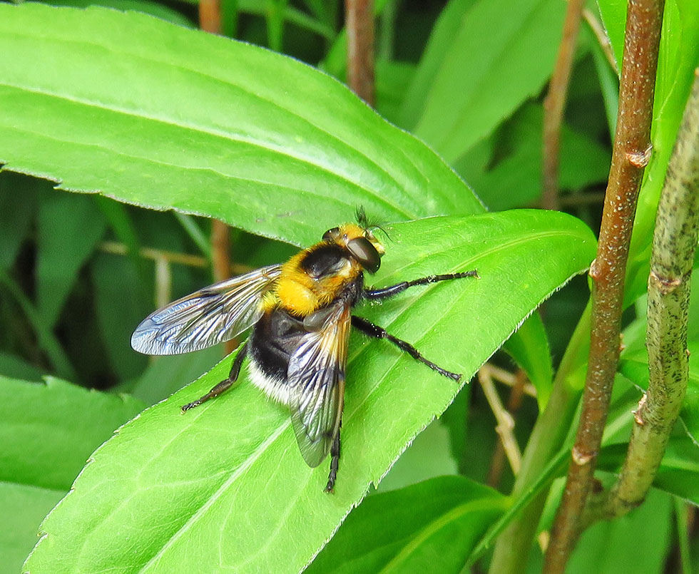 Unbekannte Fliege&hellip; Foto &amp; Bild tiere, wildlife, insekten Bilder auf
