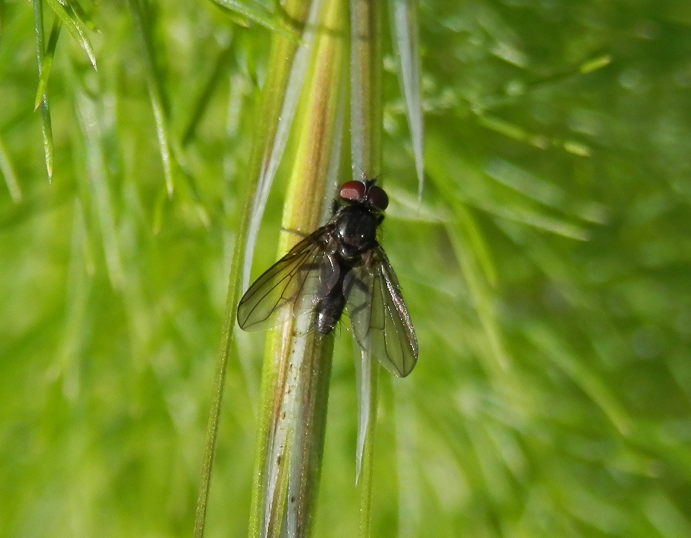 Unbekannte Fliege - Strobilomyia sp. ??? Ein Männchen