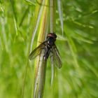 Unbekannte Fliege - Strobilomyia sp. ??? Ein Männchen