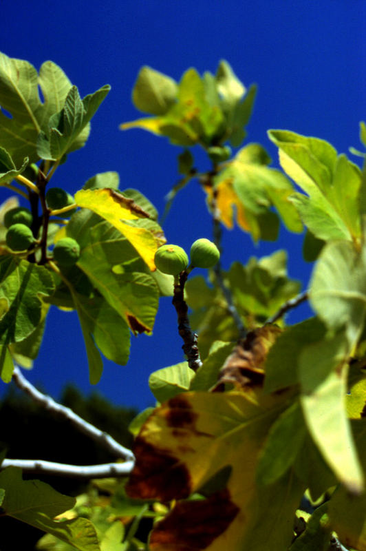 unbekannte Frucht