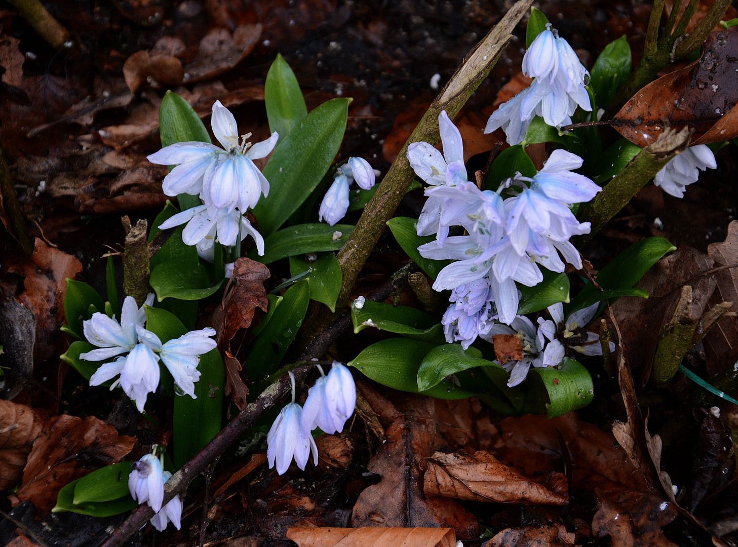 Unbekannte frühblühende Wildpflanze im Garten