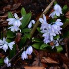 Unbekannte frühblühende Wildpflanze im Garten