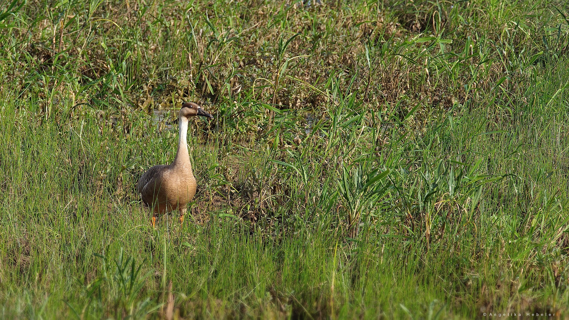 unbekannte Gans ....