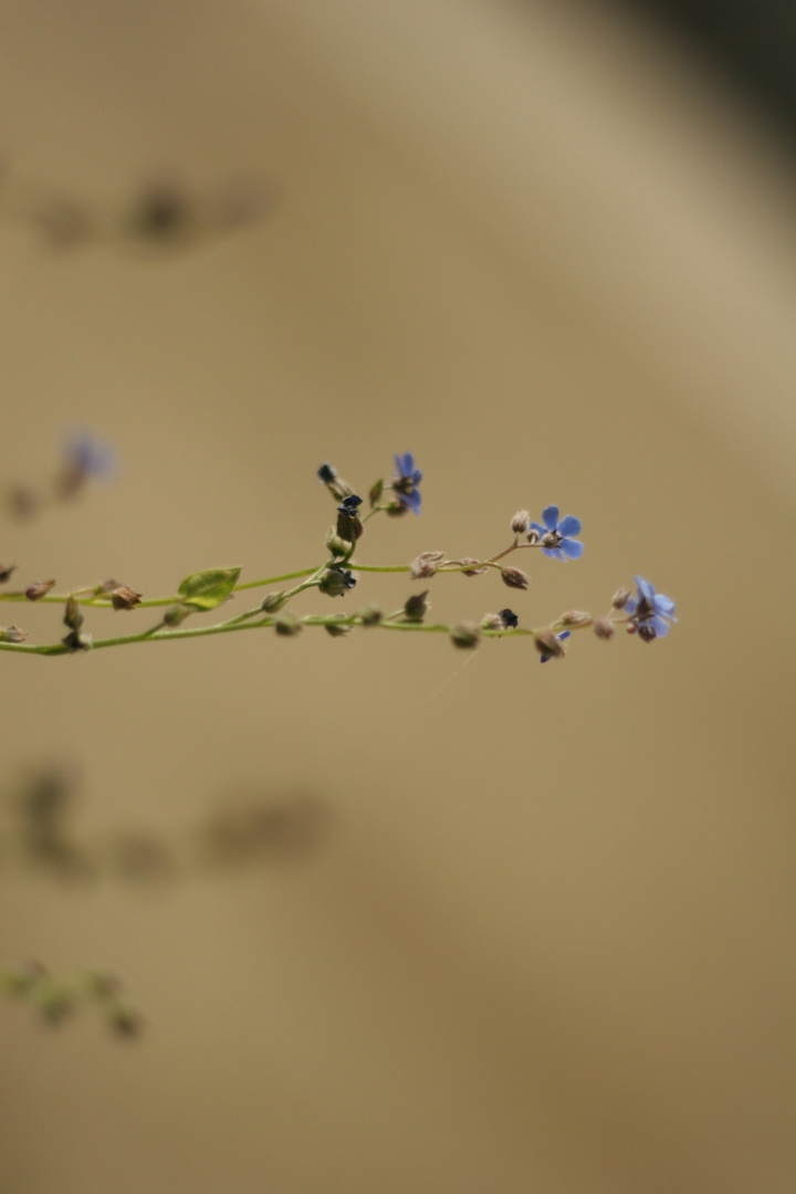 Unbekannte Gartenblüte