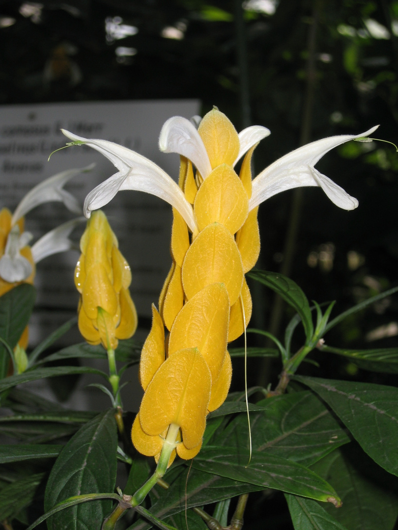 Unbekannte gelbe Blüte