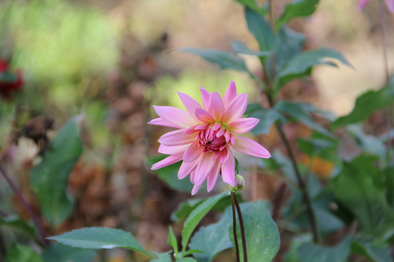 Unbekannte Herbstblume