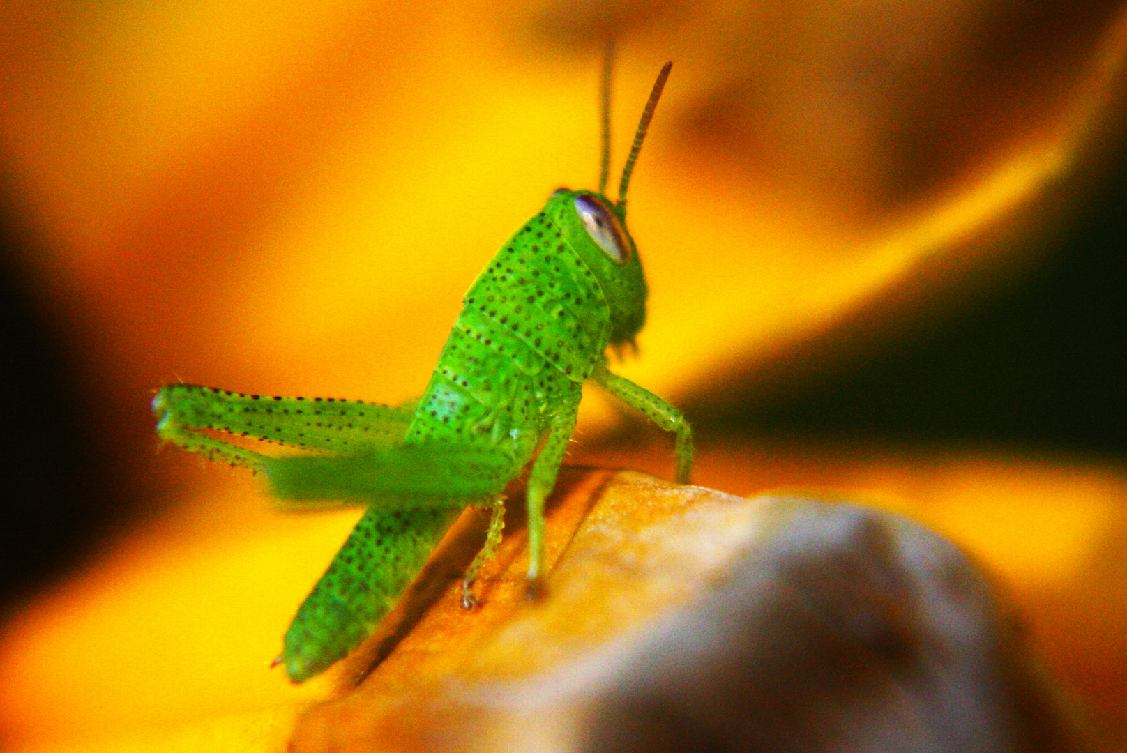 Unbekannte Heuschrecke Im Garten Foto Bild Tiere Wildlife