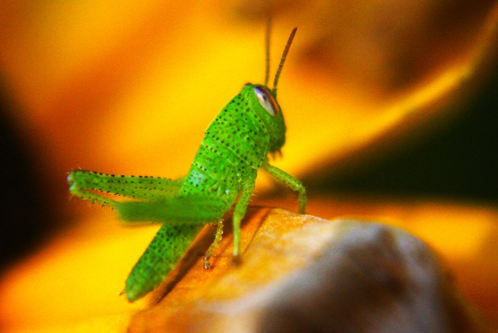 Unbekannte Heuschrecke im Garten Foto & Bild tiere, wildlife