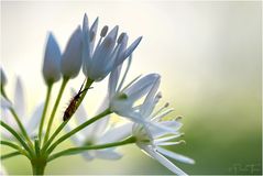 Unbekannte Insektenlarve an Bärlauchblüte