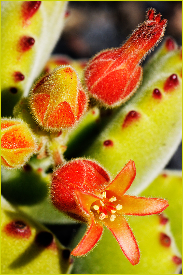 Unbekannte Kaktusblüte auf Teneriffa