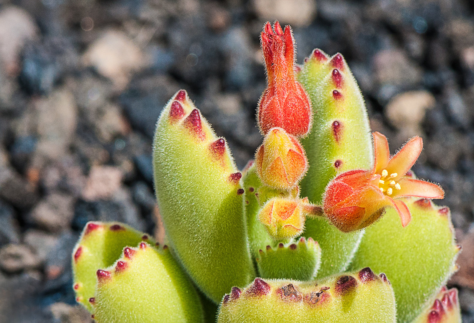 Unbekannte Kaktusblüten