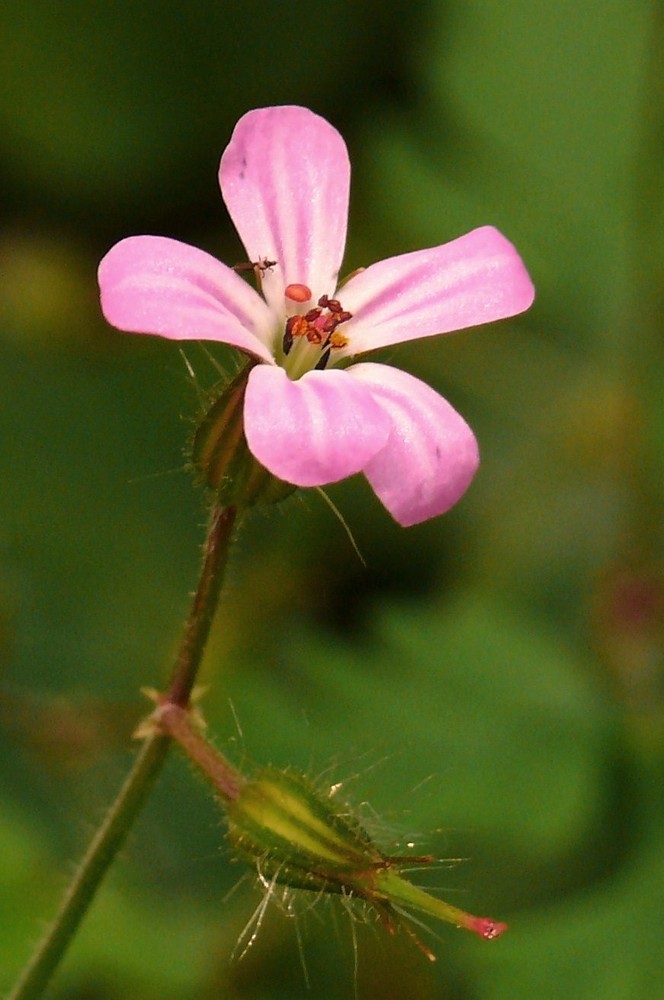 unbekannte kleine Blume am schattigen Waldrand wachsend (F11)