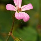 unbekannte kleine Blume am schattigen Waldrand wachsend (F11)