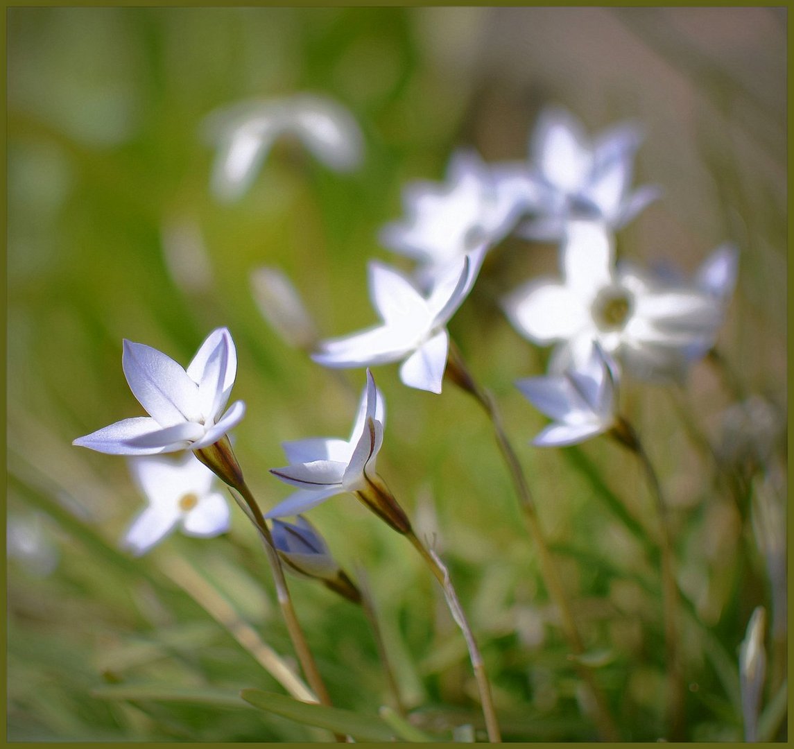 ...Unbekannte kleine Gartenschönheit ...