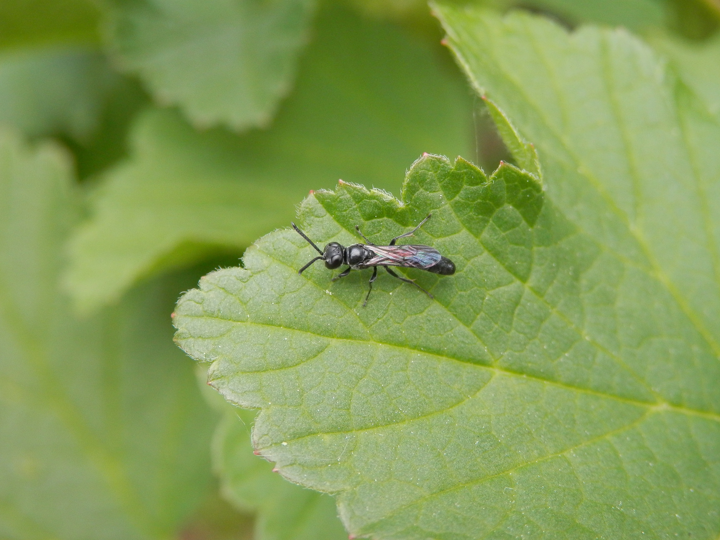 Unbekannte kleine Wespe