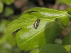 Unbekannte kleine Wildbiene