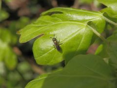 Unbekannte kleine Wildbiene