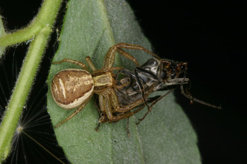 Unbekannte Krabbenspinne