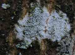 Unbekannte Krustenflechte (Lecanora sp.) ??