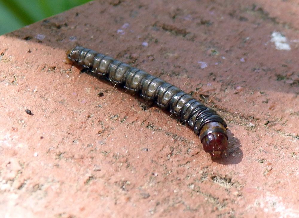 Unbekannte Larve auf der Terrasse