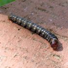 Unbekannte Larve auf der Terrasse