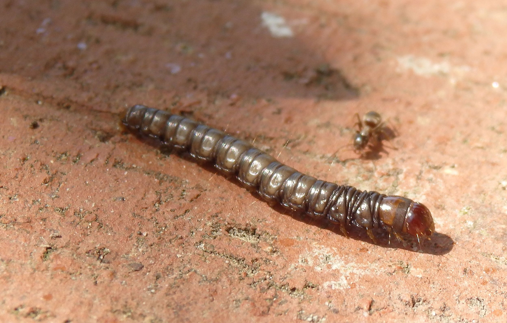 Unbekannte Larve auf der Terrasse