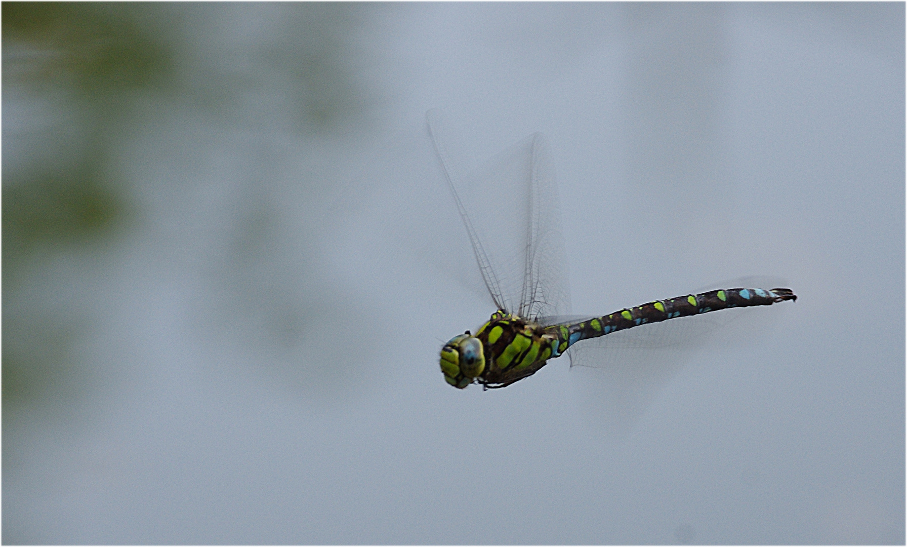 Unbekannte Libelle