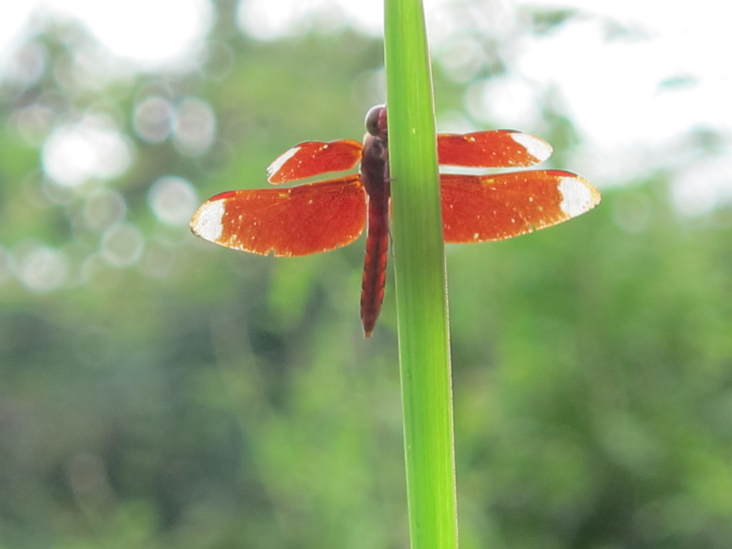 unbekannte Libelle