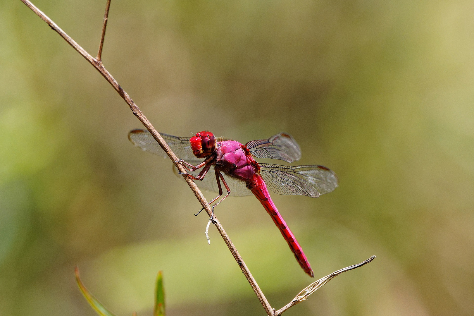 unbekannte Libelle 1